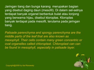 Jaringan tiang dan bunga karang merupakan bagian
yang disebut daging daun (mesofil). Di dalam sel-selnya
terdapat banyak organel berbentuk bulat atau lonjong
yang berwarna hijau, disebut kloroplas. Kloroplas
banyak terdapat pada mesofil, terutama pada jaringan
tiang.
Palisade parenchyma and spongy parenchyma are the
middle parts of the leaf that are also known as
mesophyll. Their cells contain many green concentric or
oval organelles called chloroplast. Chloroplast can can
be found in mesophyll, aspecially in palisade layer.
Copyright@2009 by Ida Rianawaty
 