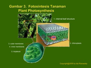 1. internal leaf structure
2. chloroplasts3. outer membrane
4. inner membrane
5. thylakoid
Gambar 3. Fotosintesis TanamanGambar 3. Fotosintesis Tanaman
Plant PhotosynthesisPlant Photosynthesis
Copyright@2009 by Ida Rianawaty
 