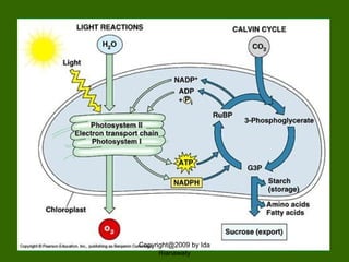 Copyright@2009 by Ida
Rianawaty
 