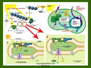 Copyright@2009 by Ida
Rianawaty
 