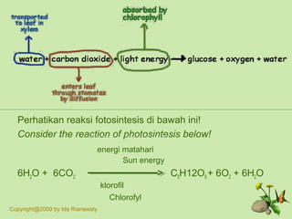 Perhatikan reaksi fotosintesis di bawah ini!
Consider the reaction of photosintesis below!
energi matahari
Sun energy
6H2O + 6CO2 C6H12O6 + 6O2 + 6H2O
klorofil
Chlorofyl
Copyright@2009 by Ida Rianawaty
 
