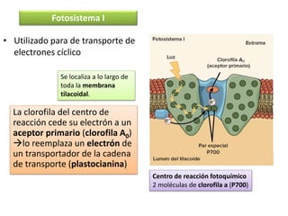 La clorofila del centro de
reacción cede su electrón a un
aceptor primario (clorofila A0)
lo reemplaza un electrón de
un transportador de la cadena
de transporte (plastocianina)
Fotosistema I
Se localiza a lo largo de
toda la membrana
tilacoidal.
Centro de reacción fotoquímico
2 moléculas de clorofila a (P700)
• Utilizado para de transporte de
electrones cíclico
 