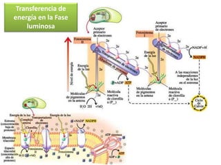 Transferencia de
energía en la Fase
luminosa
 