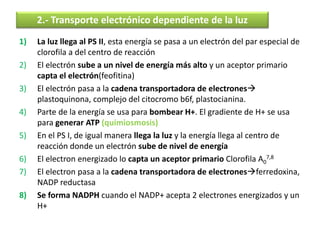 1) La luz llega al PS II, esta energía se pasa a un electrón del par especial de
clorofila a del centro de reacción
2) El electrón sube a un nivel de energía más alto y un aceptor primario
capta el electrón(feofitina)
3) El electrón pasa a la cadena transportadora de electrones
plastoquinona, complejo del citocromo b6f, plastocianina.
4) Parte de la energía se usa para bombear H+. El gradiente de H+ se usa
para generar ATP (quimiosmosis)
5) En el PS I, de igual manera llega la luz y la energía llega al centro de
reacción donde un electrón sube de nivel de energía
6) El electron energizado lo capta un aceptor primario Clorofila A0
7,8
7) El electron pasa a la cadena transportadora de electronesferredoxina,
NADP reductasa
8) Se forma NADPH cuando el NADP+ acepta 2 electrones energizados y un
H+
2.- Transporte electrónico dependiente de la luz
 
