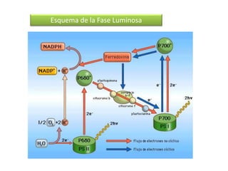 Esquema de la Fase Luminosa
 