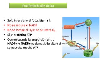 • Sólo interviene el fotosistema I.
• No se reduce el NADP
• No se rompe el H2O: no se libera O2.
• Sí se sintetiza ATP.
• Ocurre cuando la proporción entre
NADPH y NADP+ es demasiado alta o si
se necesita mucho ATP
Fotofosforilación cíclica
 