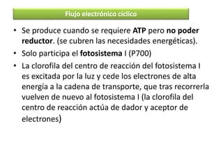 • Se produce cuando se requiere ATP pero no poder
reductor. (se cubren las necesidades energéticas).
• Solo participa el fotosistema I (P700)
• La clorofila del centro de reacción del fotosistema I
es excitada por la luz y cede los electrones de alta
energía a la cadena de transporte, que tras recorrerla
vuelven de nuevo al fotosistema I (la clorofila del
centro de reacción actúa de dador y aceptor de
electrones)
Flujo electrónico cíclico
 