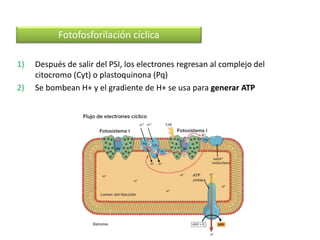 1) Después de salir del PSI, los electrones regresan al complejo del
citocromo (Cyt) o plastoquinona (Pq)
2) Se bombean H+ y el gradiente de H+ se usa para generar ATP
Fotofosforilación cíclica
 