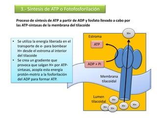 Membrana
tilacoidal
3.- Síntesis de ATP o Fotofosforilación
Proceso de síntesis de ATP a partir de ADP y fosfato llevado a cabo por
las ATP-sintasas de la membrana del tilacoide
Estroma
Lumen
tilacoidal
H+
H+H+
H+
H+
H+
ATP
ADP + Pi
• Se utiliza la energía liberada en el
transporte de e- para bombear
H+ desde el estroma al interior
del tilacoide
• Se crea un gradiente que
provoca que salgan H+ por ATP-
sintasas, acopla esta energía
protón-motriz a la fosforilación
del ADP para formar ATP.
 