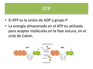 ATP
• El ATP es la unión de ADP y grupo P
• La energía almacenada en el ATP es utilizada
para acoplar moléculas en la fase oscura, en el
ciclo de Calvin.
 