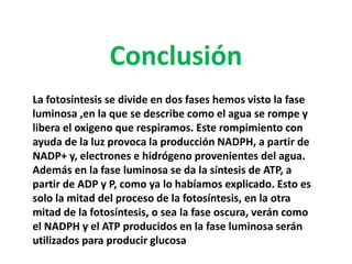 Conclusión
La fotosíntesis se divide en dos fases hemos visto la fase
luminosa ,en la que se describe como el agua se rompe y
libera el oxigeno que respiramos. Este rompimiento con
ayuda de la luz provoca la producción NADPH, a partir de
NADP+ y, electrones e hidrógeno provenientes del agua.
Además en la fase luminosa se da la síntesis de ATP, a
partir de ADP y P, como ya lo habíamos explicado. Esto es
solo la mitad del proceso de la fotosíntesis, en la otra
mitad de la fotosíntesis, o sea la fase oscura, verán como
el NADPH y el ATP producidos en la fase luminosa serán
utilizados para producir glucosa
 