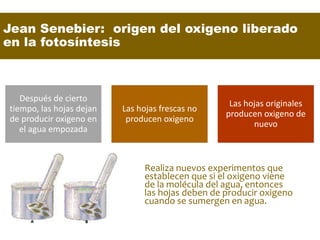 Jean Senebier: origen del oxigeno liberado
en la fotosíntesis
Realiza nuevos experimentos que
establecen que si el oxigeno viene
de la molécula del agua, entonces
las hojas deben de producir oxigeno
cuando se sumergen en agua.
Después de cierto
tiempo, las hojas dejan
de producir oxigeno en
el agua empozada
Las hojas frescas no
producen oxigeno
Las hojas originales
producen oxigeno de
nuevo
 