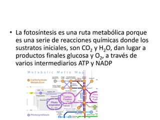 • La fotosíntesis es una ruta metabólica porque
es una serie de reacciones químicas donde los
sustratos iniciales, son CO2 y H2O, dan lugar a
productos finales glucosa y O2, a través de
varios intermediarios ATP y NADP
 
