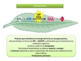 Fotosíntesis
Proceso que transforma la energía de la luz en energía química,
almacenándola en forma de ATP y NADPH y utilizándola para la biosíntesis de
moléculas orgánicas.
Se lleva a cabo en el cloroplasto.
Del proceso fotosintético se obtiene materia y energía.
La biomasa obtenida se pone a disposición del resto de los eslabones de las
redes tróficas.
Productores primarios
 