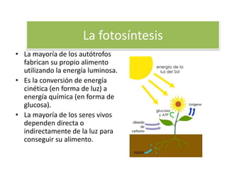 • La mayoría de los autótrofos
fabrican su propio alimento
utilizando la energía luminosa.
• Es la conversión de energía
cinética (en forma de luz) a
energía química (en forma de
glucosa).
• La mayoría de los seres vivos
dependen directa o
indirectamente de la luz para
conseguir su alimento.
La fotosíntesis
 