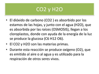 CO2 y H2O
• El dióxido de carbono (CO2 ) es absorbido por los
estamos de las hojas, y junto con el agua (H2O), que
es absorbida por las raíces (OSMOSIS), llegan a los
cloroplastos, donde con ayuda de la energía de la luz
se produce la glucosa (C6 H12 O6).
• El CO2 y H2O son las materias primas.
• Durante esta reacción se produce oxígeno (O2), que
es emitido al aire o al agua y es utilizado para la
respiración de otros seres vivos.
 
