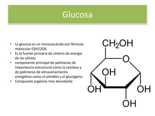 Glucosa
• La glucosa es un monosacárido con fórmula
molecular C6H12O6.
• Es la fuente primaria de síntesis de energía
de las células
• componente principal de polímeros de
importancia estructural como la celulosa y
de polímeros de almacenamiento
energético como el almidón y el glucógeno
• Compuesto orgánico más abundante
 