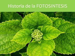 Historia de la FOTOSINTESIS
 