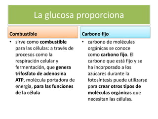 La glucosa proporciona
Combustible
• sirve como combustible
para las células: a través de
procesos como la
respiración celular y
fermentación, que genera
trifosfato de adenosina
ATP, molécula portadora de
energía, para las funciones
de la célula
Carbono fijo
• carbono de moléculas
orgánicas se conoce
como carbono fijo. El
carbono que está fijo y se
ha incorporado a los
azúcares durante la
fotosíntesis puede utilizarse
para crear otros tipos de
moléculas orgánicas que
necesitan las células.
 