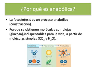 ¿Por qué es anabólica?
• La fotosíntesis es un proceso anabólico
(construcción).
• Porque se obtienen moléculas complejas
(glucosa),indispensables para la vida, a partir de
moléculas simples (CO2 y H2O).
Reactantes
 