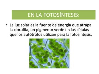 EN LA FOTOSÍNTESIS:
• La luz solar es la fuente de energía que atrapa
la clorofila, un pigmento verde en las células
que los autótrofos utilizan para la fotosíntesis.
 