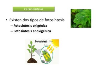 • Existen dos tipos de fotosíntesis
– Fotosíntesis oxigénica
– Fotosíntesis anoxigénica
Características
 