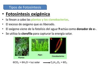 • Fotosíntesis oxigénica
• la llevan a cabo las plantas y las cianobacterias.
• El exceso de oxigeno que es liberado.
• El oxígeno viene de la fotolisis del aguaactúa como donador de e-.
• Se utiliza la clorofila para capturar la energía solar.
Tipos de Fotosíntesis
6CO₂ + 6H₂O + luz solar C₆H₁₂O₆ + 6O₂
 