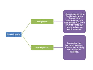 Fotosíntesis
Oxigénica
Libera oxígeno de la
fotolisis del agua.
Poseen dos
fotosistemas, uno
que reduce NADP+ a
NADPH y otro que
forma oxígeno a
partir de agua.
Anoxigénica
La realizan las
bacterias verdes y
púrpura del azufre y
no se produce
oxígeno.
 