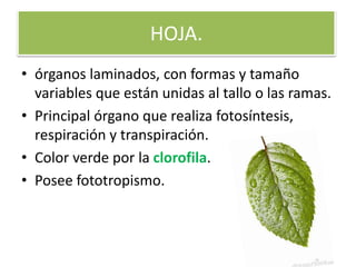 HOJA.
• órganos laminados, con formas y tamaño
variables que están unidas al tallo o las ramas.
• Principal órgano que realiza fotosíntesis,
respiración y transpiración.
• Color verde por la clorofila.
• Posee fototropismo.
 