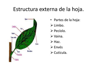 Estructura externa de la hoja.
• Partes de la hoja:
 Limbo.
 Pecíolo.
 Vaina.
 Haz.
 Envés
 Cutícula.
 
