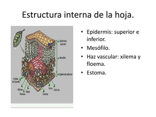 Estructura interna de la hoja.
• Epidermis: superior e
inferior.
• Mesófilo.
• Haz vascular: xilema y
floema.
• Estoma.
 