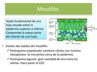 Mesófilo.
• Existen dos tejidos del mesófilo:
 Parénquima empalizada: contiene células con muchos
cloroplastos. Se encuentra cerca de la epidermis.
 Parénquima lagunar: gran cantidad de aire entre las
células. Hace pasar el CO2
Tejido fundamental de una
hoja situado entre la
epidermis superior e inferior.
Comprende la mayor parte
del interior de una hoja.
 