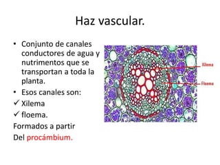 Haz vascular.
• Conjunto de canales
conductores de agua y
nutrimentos que se
transportan a toda la
planta.
• Esos canales son:
 Xilema
 floema.
Formados a partir
Del procámbium.
 