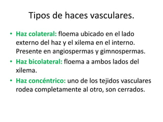 Tipos de haces vasculares.
• Haz colateral: floema ubicado en el lado
externo del haz y el xilema en el interno.
Presente en angiospermas y gimnospermas.
• Haz bicolateral: floema a ambos lados del
xilema.
• Haz concéntrico: uno de los tejidos vasculares
rodea completamente al otro, son cerrados.
 