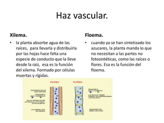 Haz vascular.
Xilema.
• la planta absorbe agua de las
raíces, para llevarla y distribuirla
por las hojas hace falta una
especie de conducto que la lleve
desde la raíz, esa es la función
del xilema. Formado por células
muertas y rígidas.
Floema.
• cuando ya se han sintetizado los
azucares, la planta manda lo que
no necesitan a las partes no
fotosintéticas, como las raíces o
flores. Esa es la función del
floema.
 