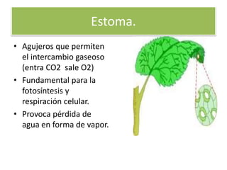 Estoma.
• Agujeros que permiten
el intercambio gaseoso
(entra CO2 sale O2)
• Fundamental para la
fotosíntesis y
respiración celular.
• Provoca pérdida de
agua en forma de vapor.
 