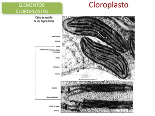 CloroplastoELEMENTOS:
CLOROPLASTOS
 