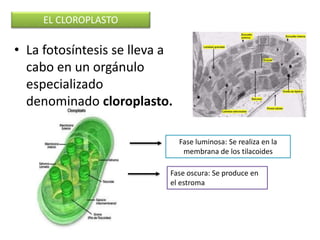 • La fotosíntesis se lleva a
cabo en un orgánulo
especializado
denominado cloroplasto.
EL CLOROPLASTO
Fase luminosa: Se realiza en la
membrana de los tilacoides
Fase oscura: Se produce en
el estroma
 