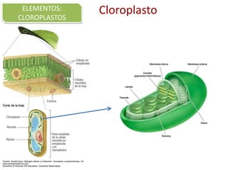 CloroplastoELEMENTOS:
CLOROPLASTOS
 