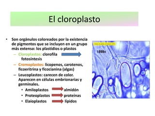 El cloroplasto
• Son orgánulos coloreados por la existencia
de pigmentos que se incluyen en un grupo
más extenso: los plastidios o plastos
– Cloroplastos: clorofila
fotosíntesis
– Cromoplastos: licopenos, carotenos,
ficoeritrina y ficocianina (algas)
– Leucoplastos: carecen de color.
Aparecen en células embrionarias y
germinales.
• Amiloplastos almidón
• Proteoplastos proteínas
• Elaioplastos lípidos
 