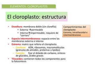 El cloroplasto: estructura
• Envoltura: membrana doble (sin clorofila)
• Externa permeable
• Internaimpermeable, requiere de
“carriers”
• Espacio intermembranoso: espacio entre las
membranas externa e interna
• Estroma: matriz que rellena el cloroplasto.
– Contiene ADN, ribosomas, macromoléculas
(gránulos de almidón, proteínas y lipidos)
– Función fijar el dióxido de carbono, síntesis
de glúcidos, ácidos grasos
• Tilacoides: contienen todos los componentes para
la fotosintesis
ELEMENTOS: CLOROPLASTOS
Compartimientos del
cloroplasto:
Estroma, Intratilacoidal e
intermembranoso
 