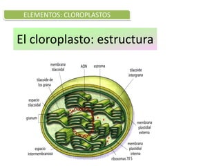 El cloroplasto: estructura
ELEMENTOS: CLOROPLASTOS
 