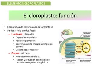 El cloroplasto: función
• Encargados de llevar a cabo la fotosíntesis
• Se desarrolla en dos fases:
– Luminosa: tilacoides
• Dependiente de la luz
• Requiere pigmentos
• Conversión de la energía luminosa en
química
• Genera poder reductor
– Oscura: estroma
• No dependiente de la luz
• Fijación y reducción del dióxido de
carbono a compuestos orgánicos
ELEMENTOS: CLOROPLASTOS
 