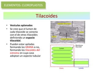 Tilacoides
• Vesículas aplanadas
• Se cree que el lumen de
cada tilacoide se conecta
con el de otros tilacoides
definiendo un espacio
tilacoidal.
• Pueden estar apiladas
formando los GRANA o no,
formando los tilacoides del
estroma en cuyo caso
adoptan un aspecto tubular
ELEMENTOS: CLOROPLASTOS
 