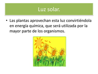 Luz solar.
• Las plantas aprovechan esta luz convirtiéndola
en energía química, que será utilizada por la
mayor parte de los organismos.
 