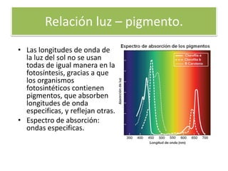 Relación luz – pigmento.
• Las longitudes de onda de
la luz del sol no se usan
todas de igual manera en la
fotosíntesis, gracias a que
los organismos
fotosintéticos contienen
pigmentos, que absorben
longitudes de onda
especificas, y reflejan otras.
• Espectro de absorción:
ondas especificas.
 