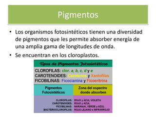 Pigmentos
• Los organismos fotosintéticos tienen una diversidad
de pigmentos que les permite absorber energía de
una amplia gama de longitudes de onda.
• Se encuentran en los cloroplastos.
 