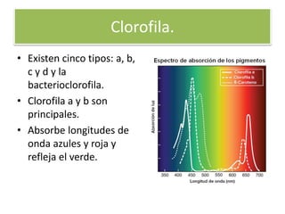 Clorofila.
• Existen cinco tipos: a, b,
c y d y la
bacterioclorofila.
• Clorofila a y b son
principales.
• Absorbe longitudes de
onda azules y roja y
refleja el verde.
 