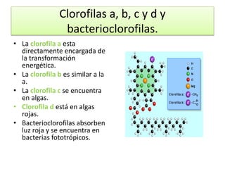 Clorofilas a, b, c y d y
bacterioclorofilas.
• La clorofila a esta
directamente encargada de
la transformación
energética.
• La clorofila b es similar a la
a.
• La clorofila c se encuentra
en algas.
• Clorofila d está en algas
rojas.
• Bacterioclorofilas absorben
luz roja y se encuentra en
bacterias fototrópicos.
 