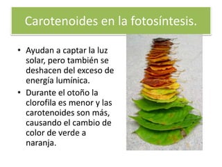 Carotenoides en la fotosíntesis.
• Ayudan a captar la luz
solar, pero también se
deshacen del exceso de
energía lumínica.
• Durante el otoño la
clorofila es menor y las
carotenoides son más,
causando el cambio de
color de verde a
naranja.
 